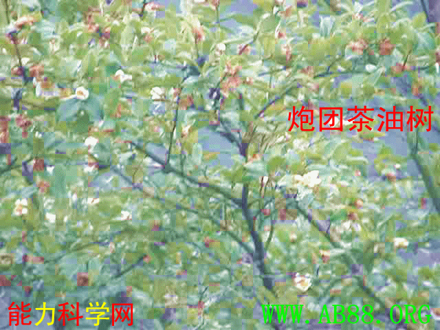 Ų